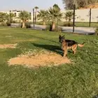 كلب جيرمن