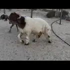 جذع نعيم صنف فاخر