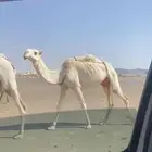 البيع ناقه