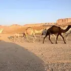 خلفه شقحا للبيع