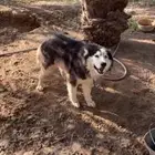 هاسكي للبيع