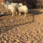 رخال طيبة للبيع