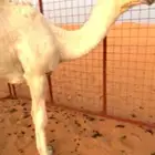 قعود باتلي