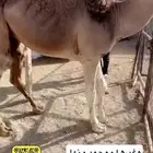 بكرتين فوق المفاريد طايشه شحم