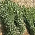 للبيع   ربطات علف بونيكام - بلوبنك