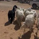 للبيع غنم حريات