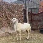 خروف كفو للبيع