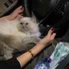 قطوه