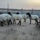 للبيع غنم