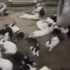 ارانب بلدي منتجه