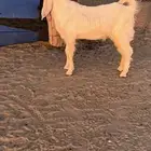 للبيع مشروع فحل ابيض مطور