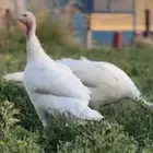 ديك رومي