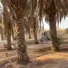 نخل طويل مستغنى عنه