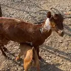 شاه جامع تحتها ذكر