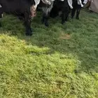 للبيع جفرات عوارض معرفات كففو