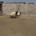 شياه نعيم دفيع