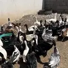 بط بلدي مسكوفي اورجانيك منتج بشاير للاحم والانتاج