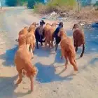 11 سواكني حمري