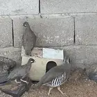 حجل وقطاء
