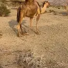 ناقة