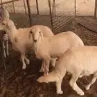 3 خرفان للبيع بريه بيشه