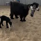 عارضيه متبع خصم