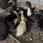 صيصان بط عدلات
