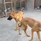 كلاب مالينو ذكر وانث الاب جيرمن بيور والام مالينو بيور