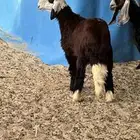 رخل مطوره طيبه