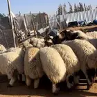 نعيم للبيع مع الصلخ والتوصيل