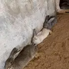 أرانب فرنسيه