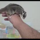 سنجاب طائر (شوقر قلايد)