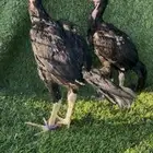 فروخ شامو الماني