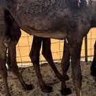 بكره فل شحم