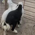 حري ونجدي وتيوس