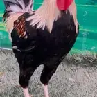 ديوك عربيه اصيله