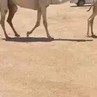 للبيع البكره تحتها بكره