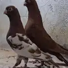 أبحث عن حمام شامي