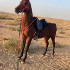 حصان شعبي شيخ