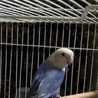ذكر روز منتج محلل