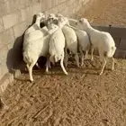ذبايح رفيد عمراهن 6 شهور واقل