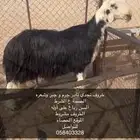 فحل نجدي حارر