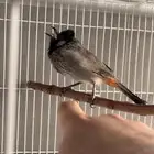 بلبل مكس عربي كشميري