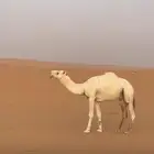 للبيع البعير