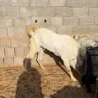 لبيع تيس فحل