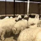 خرفان ورخال طيبه