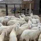 حري للبيع شعرة نضيفة وجبر