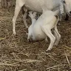 معزا متابيع ودفيع