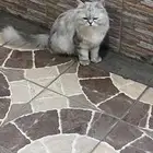 قط شيرازي للبيع