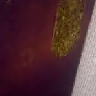 محلس ارضي الدوادمي
